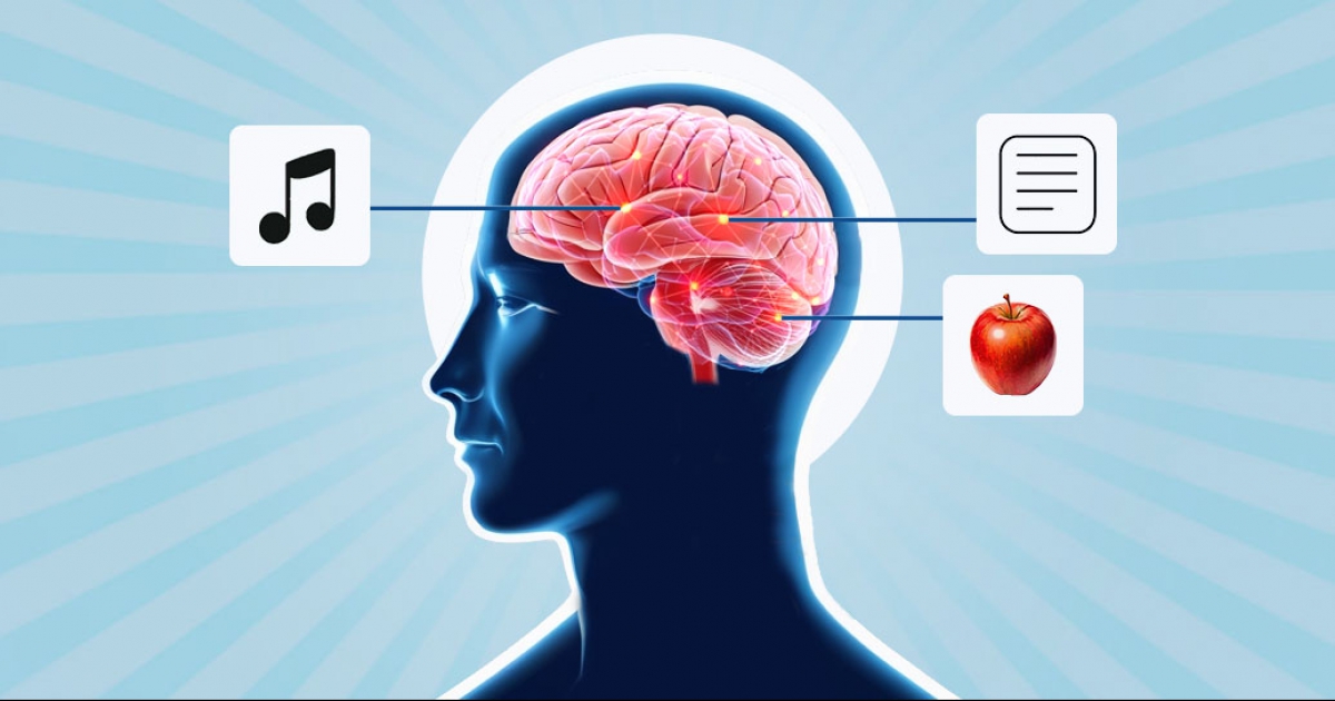 How multiple brain regions process Japanese vocabulary Brain diagram showing multi-sensory language learning pathways