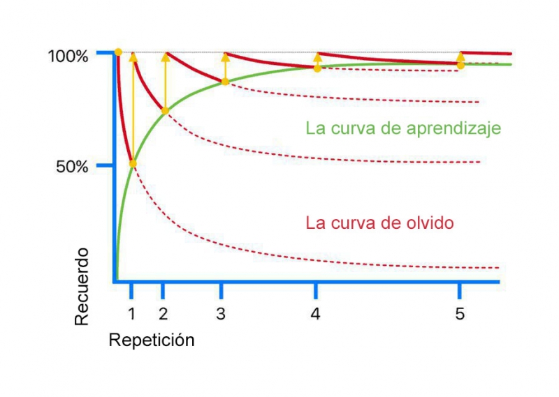 Visualización de cómo el repaso espaciado combate la curva de olvido Curva de olvido y efecto del repaso espaciado en retención de vocabulario