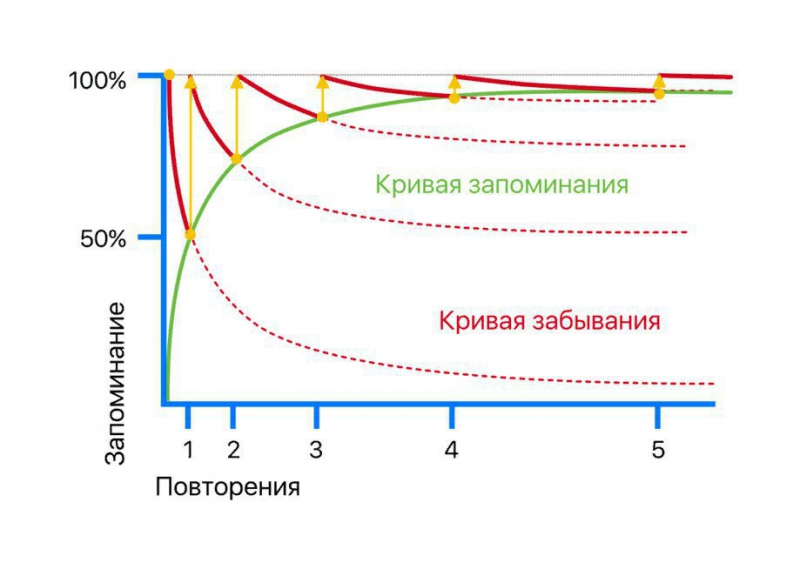 График, который показывает, как быстро человек забывает информацию после её изучения в зависимости от количества повторений